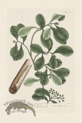 BEE 206 The Magellanic Bay-Like Tree